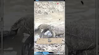 ¡¡Veneno FULMINANTE!! Dragón de Komodo caza una cobra 🐍 #animales #datoscuriosos