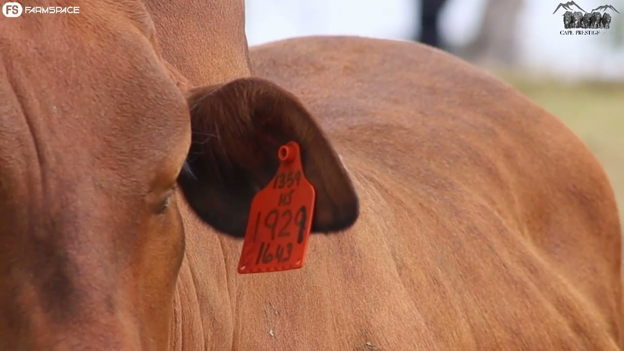 Mountain View & Hessi Borane presents Lot 18 | HJ 19-29 at the Cape Boran Prestige Auction 2022.
