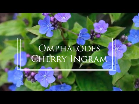 Video: Di mana menanam omphalodes?
