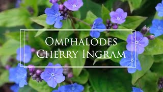 Omphalodes Cappadocica Cherry Ingram Spring blue flowering plant Navelwort