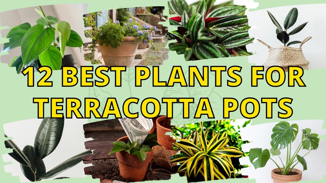 12 Best Plants for Terracotta Pots to Decorate Your Lovely Home 👌 YouTube
