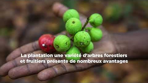 Agroforestry - Nestlé Cocoa Plan (FR)