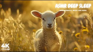 Baby Animals - Finding Peace in Nature's Embrace #1 by ASMR Deep Sleep 599 views 8 days ago 12 hours