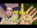 سبب وجود النمل في البيت ( إحذر الامر خطير ) الراقي المغربي زهير آدم