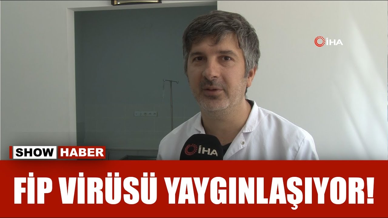 Dünya’da gittikçe yaygınlaşıyor... FİP hastalığı kedilerin yaşamını kaybetmesine yol açıyor!