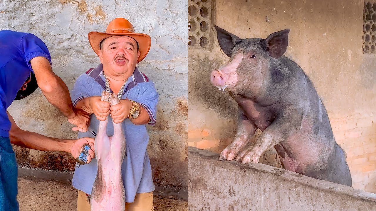 PILILIU FOI PEGAR NOS PORQUINHOS E DEU ERRADO 😂