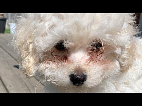 #subscribe #like #comment #foryou #fop #fypシ゚ #shorts #cute #puppy #toypoodle #poodle #dog #pets
