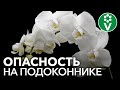 Эти комнатные цветы могут подорвать ваше здоровье!