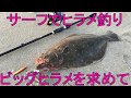 サーフでヒラメ釣り ビッグヒラメを求めて