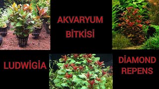 Akvaryum Bi̇tki̇si̇ Ludwi̇gi̇a Di̇amond Repens