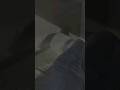 اللهم لا تجعلني وجع ا لأحد القارئ حمزة بوديب دعاة التوحيد 