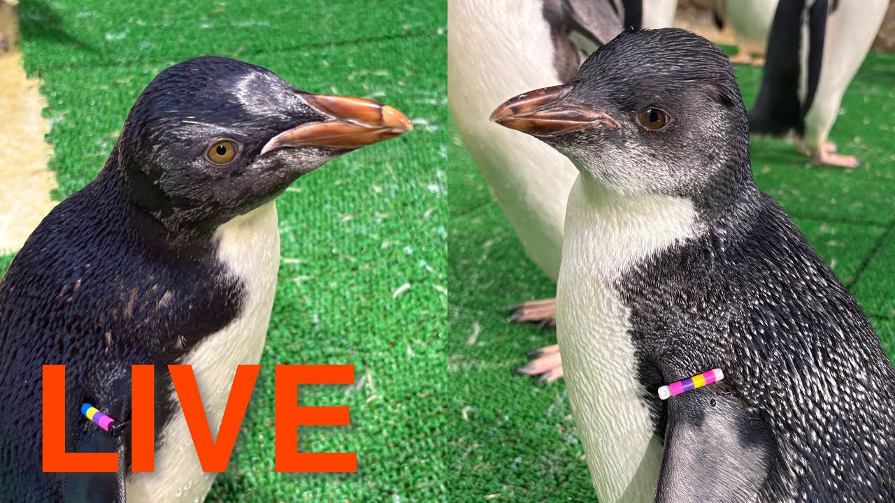 LIVE] What is the name of the baby northern rockhopper penguin