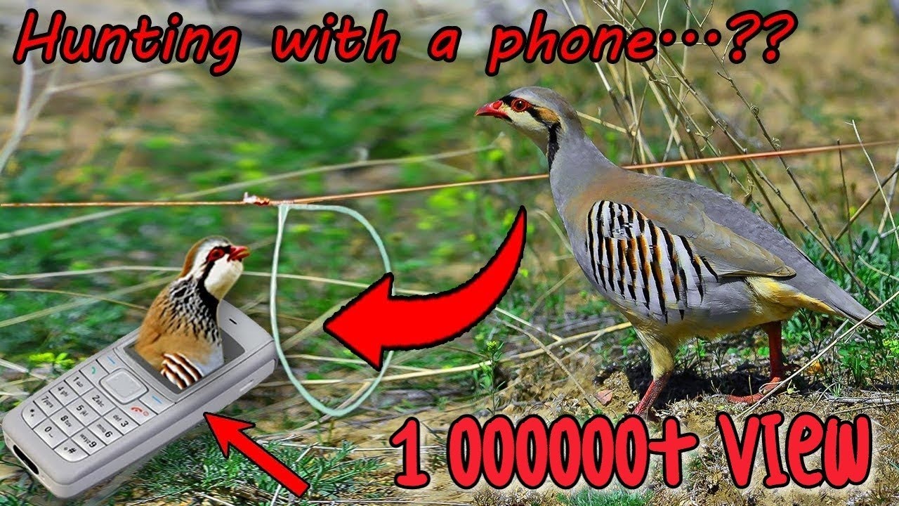 Bird hunting | Smart Boy caught a bird with his phone 😱😱
