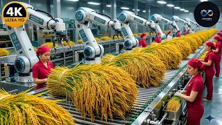Inside a Mega Rice Factory – From Raw Harvest to Premium Grain (Full Process)