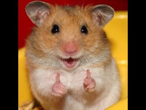 funny-hamsters-|-a-compilation-of-video-jokes-about-hamsters