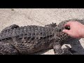 久しぶりの日光浴中のレックス🐊