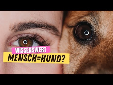 Video: Hund Diaré: årsaker Og Behandling Video, Artikkel Og Infografikk