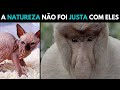 OS ANIMAIS MAIS FEIOS DO MUNDO #1