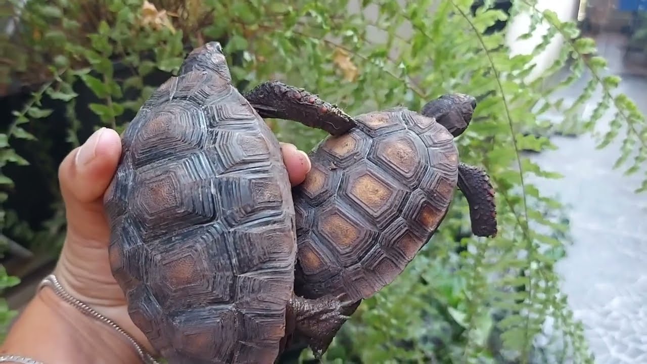 COMO ESTÃO MEUS JABUTIS FILHOTES