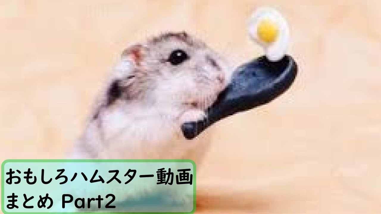 面白 ハムスター おもしろハムスター動画まとめ 2 かわいい Youtube