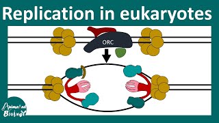 DNA replication in Eukaryotes | Prokaryotic vs Eukaryotic DNA replication | Molbio | CSIR NET
