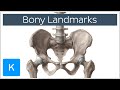 How to Memorize Bony Landmarks Quickly and Easily! - Human Anatomy | Kenhub