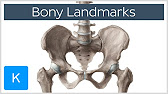 Skeletal Structures Song - YouTube