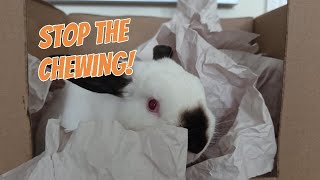 Stop Bunny Boredom!🐰 Easy DIY Forage & Dig Box!