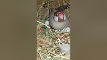 java sparrow chick hatched | white java #shorts