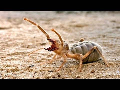Паук фаланга