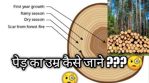 how to know age of tree...🧐 (पेड़ की उम्र कैसे जाने)🤔