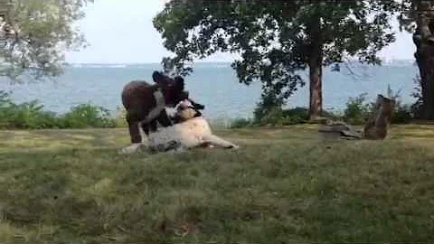 Portuguese Water Dogs playing