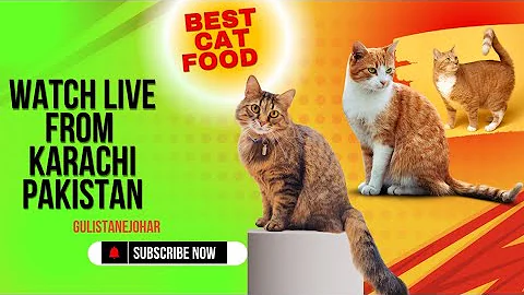 Video 7575881: hilarious cat dog compilation, cats catfood, hilarious funny compilation cats, funniest cats dogs compilation, food catfood, funny cat live, best cat food