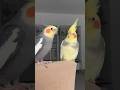 Cockatiel Parrot Singing to Annoy His Brother!