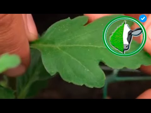 Video: Control de la mancha foliar de mamá: Manejo de la enfermedad de la mancha foliar bacteriana por crisantemo