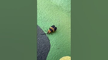 9 seconds with a net winged beetle..