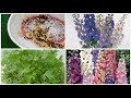 How to grow Dolphinium  plant\Larkspur plant from seeds at home 