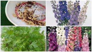 How to grow Dolphinium  plant\Larkspur plant from seeds at home 