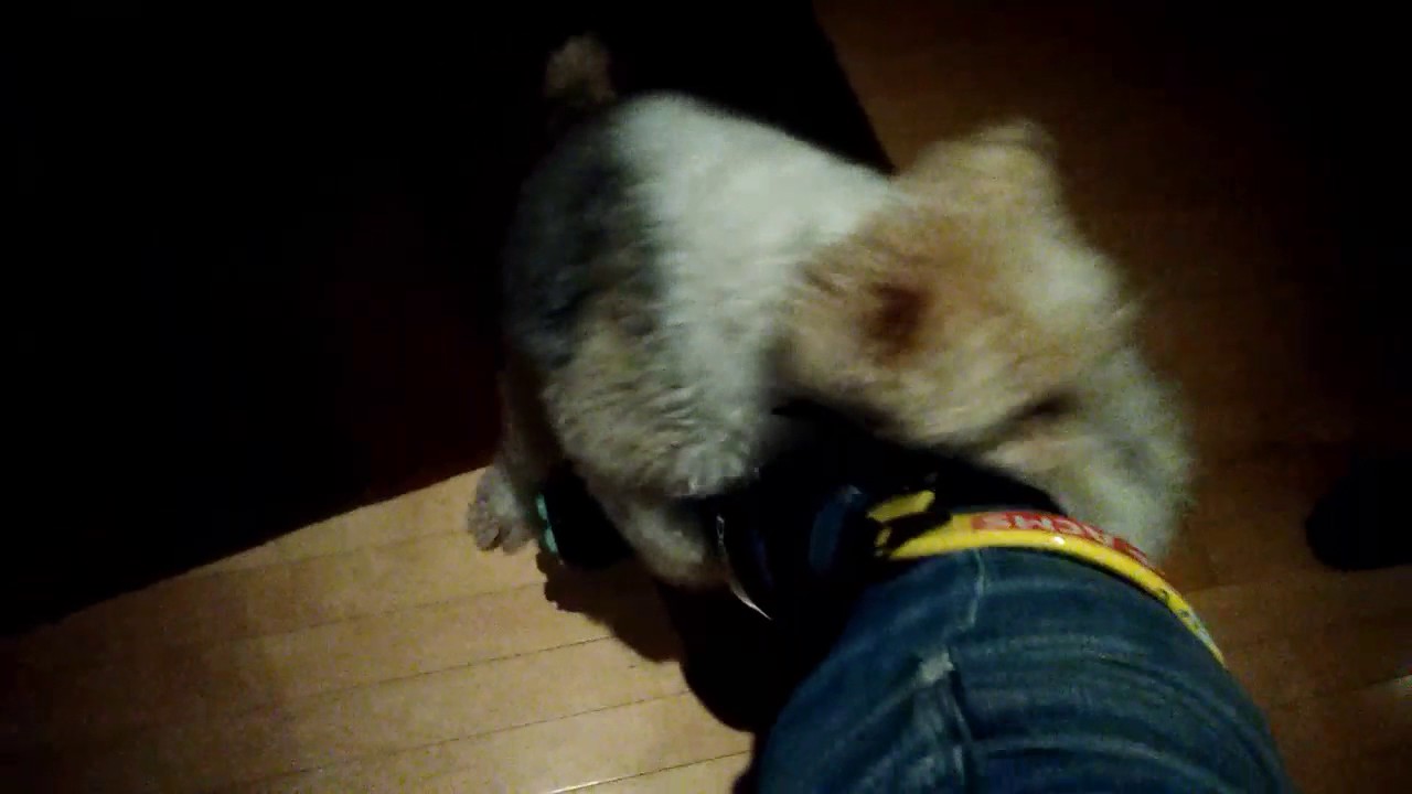 A female dog humps my leg! YouTube