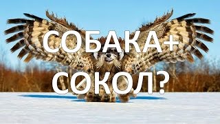 ЖИВОТНЫЕ, В КОТОРЫХ СЛОЖНО ПОВЕРИТЬ (ГИБРИДЫ) ЖИВОТНЫЕ, В КОТОРЫХ СЛОЖНО ПОВЕРИТЬ (ГИБРИДЫ)