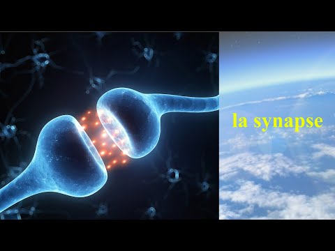 Vidéo: Synapse: Qu'est-ce Que C'est, La Structure De La Synapse