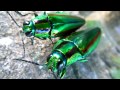 なかよしタマムシ 玉虫 Jewel beetle insect 昆虫図鑑