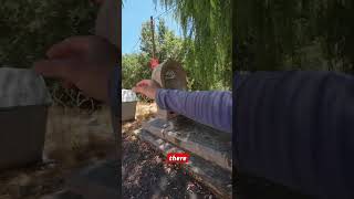 Turkish Trash situation