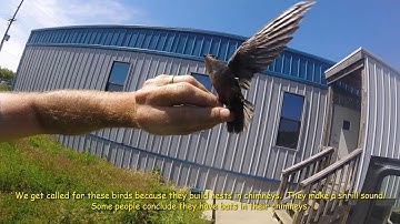 A Look at  a Chimney Swift