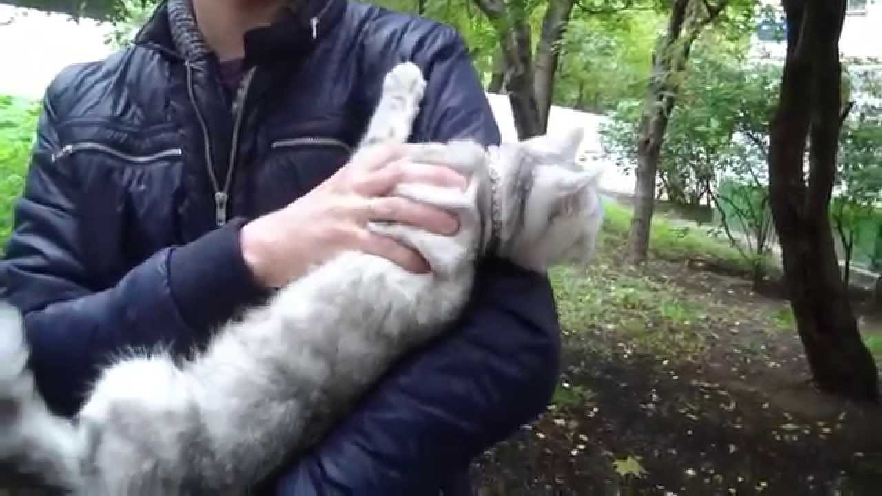 camera iphone 8 plus apk Клип №0505 - выставка кошек PCA online