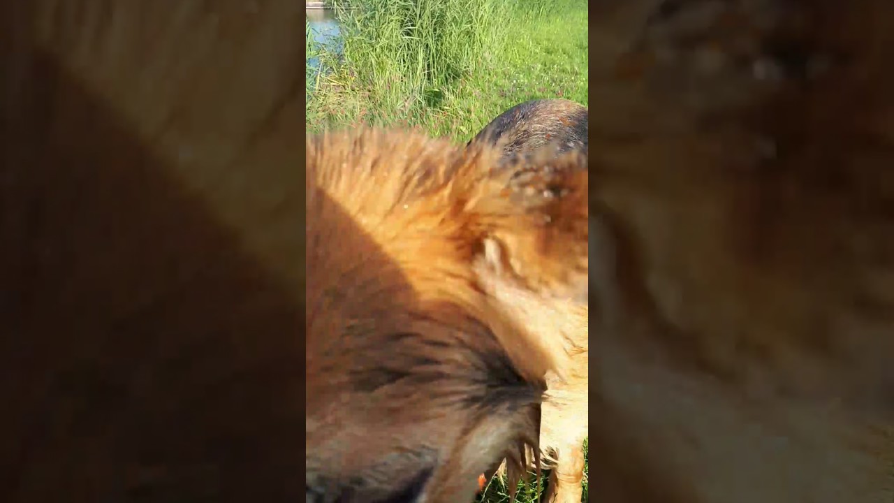 camera iphone 8 plus apk Haha yara spoort niet