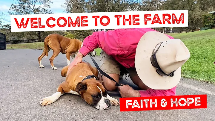 Welcome to the Farm, Faith and Hope the Boxers