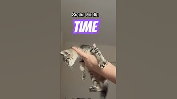 Time to check my social media who loves me online💕 #shorts #cat #cute #funny #catshorts #catlover