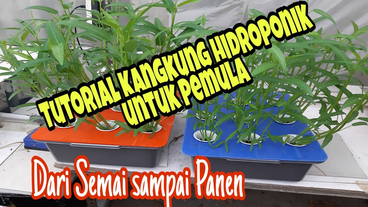 Tutorial Kangkung Hidroponik Pemula Dari Semai Sampai Panen #hidroponik  #kangkunghidroponik