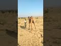 عودة الناقة الضائعة إلى صاحبها في الصحراء عودة الناقة الضائعة إلى صاحبها في الصحراء